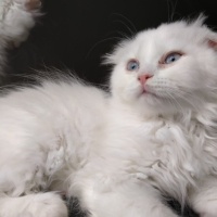 Scottish Fold, Kedi  boncuk fotoğrafı