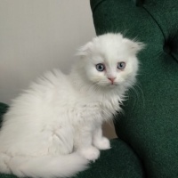 Scottish Fold, Kedi  boncuk fotoğrafı