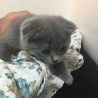 Scottish Fold, Kedi  Mırmır hera fotoğrafı