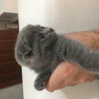 Scottish Fold, Kedi  Mırmır hera fotoğrafı