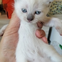 British Shorthair, Kedi  Duman fotoğrafı