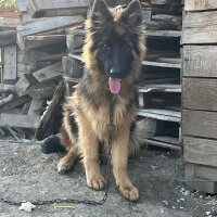 Alman Çoban Köpeği, Köpek  Asya fotoğrafı