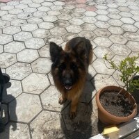 Alman Çoban Köpeği, Köpek  Asya fotoğrafı