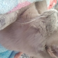 British Shorthair, Kedi  duman fotoğrafı