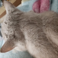 British Shorthair, Kedi  duman fotoğrafı