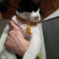 Tuxedo (Smokin) Kedi, Kedi  Maça fotoğrafı