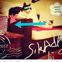 Tuxedo (Smokin) Kedi, Kedi  Maça fotoğrafı