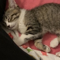 Tekir Kedi, Kedi  Çiko fotoğrafı