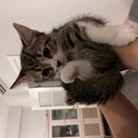 Tekir Kedi, Kedi  Çiko fotoğrafı