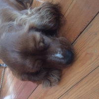 Amerikan Cocker Spaniel, Köpek  Blue fotoğrafı