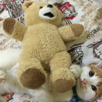 Tekir Kedi, Kedi  Pisus fotoğrafı