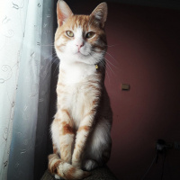 Tekir Kedi, Kedi  Ali Rıza fotoğrafı