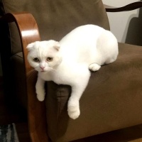 Scottish Fold, Kedi  Şehsuvar fotoğrafı