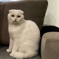 Scottish Fold, Kedi  Şehsuvar fotoğrafı
