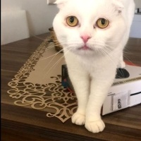 Scottish Fold, Kedi  Şehsuvar fotoğrafı