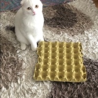 Scottish Fold, Kedi  Şehsuvar fotoğrafı