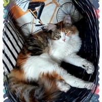 Maine Coon, Kedi  Miniş fotoğrafı