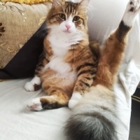 Maine Coon, Kedi  Miniş fotoğrafı