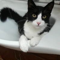 Maine Coon, Kedi  Miniş fotoğrafı