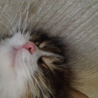 Tekir Kedi, Kedi  Prenses fotoğrafı