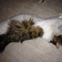 Tekir Kedi, Kedi  Prenses fotoğrafı