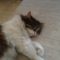 Tekir Kedi, Kedi  Prenses fotoğrafı