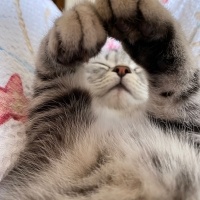 British Shorthair, Kedi  Flora fotoğrafı