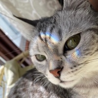 British Shorthair, Kedi  Flora fotoğrafı