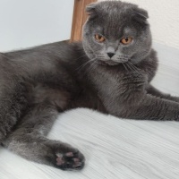 Scottish Fold, Kedi  Bulut fotoğrafı