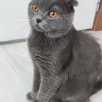 Scottish Fold, Kedi  Bulut fotoğrafı