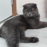Scottish Fold, Kedi  Bulut fotoğrafı