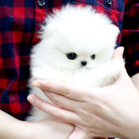 Pomeranyalı, Köpek  İki garson Pomeranya'sı: millyjoy006@gmail.com fotoğrafı