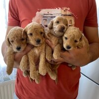 Poodle(Standart Kaniş), Köpek  Kaju fotoğrafı