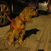 İngiliz Cocker Spaniel, Köpek  Barbie fotoğrafı