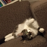 Tekir Kedi, Kedi  Marcel fotoğrafı