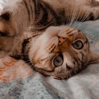 British Shorthair, Kedi  Berlin fotoğrafı