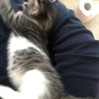 Tekir Kedi, Kedi  iris fotoğrafı