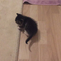 Tekir Kedi, Kedi  iris fotoğrafı