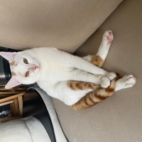 Sarman, Kedi  Şans fotoğrafı