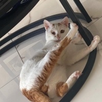 Sarman, Kedi  Şans fotoğrafı