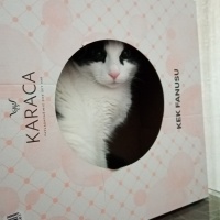 Tekir Kedi, Kedi  Miniş fotoğrafı