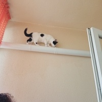 Tekir Kedi, Kedi  Miniş fotoğrafı