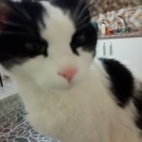 Tekir Kedi, Kedi  Miniş fotoğrafı