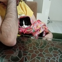 Tekir Kedi, Kedi  Fatoş fotoğrafı
