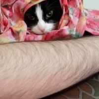 Tekir Kedi, Kedi  Fatoş fotoğrafı