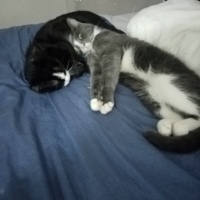 Tekir Kedi, Kedi  Fatoş fotoğrafı