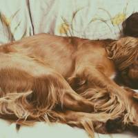 İrlandalı Setter, Köpek  Yoldaş fotoğrafı