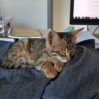 Tekir Kedi, Kedi  minişler fotoğrafı