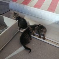 Tekir Kedi, Kedi  minişler fotoğrafı