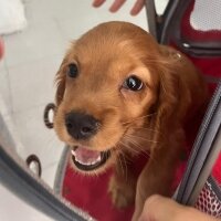 Amerikan Cocker Spaniel, Köpek  Stera fotoğrafı